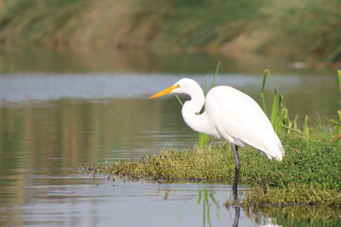 Pantanos de Villa: el humedal escondido de Lima ideal para observar aves