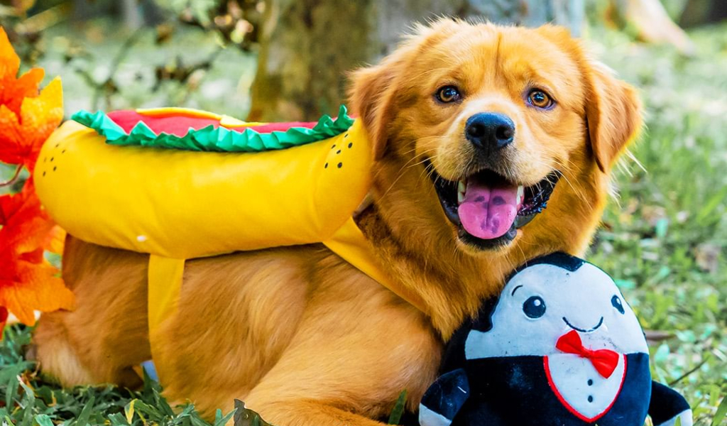Ideas originales de disfraces para perros para Halloween